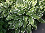 Hosta Undulated Albo Marginata (Plants/Root) Shade Loving Plant,Fast Growing,Low growing ,Zone 4 - 8