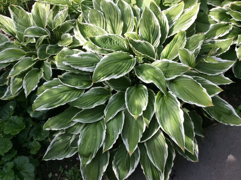Hosta Undulated Albo Marginata (Plants/Root) Shade Loving Plant,Fast Growing,Low growing ,Zone 4 - 8
