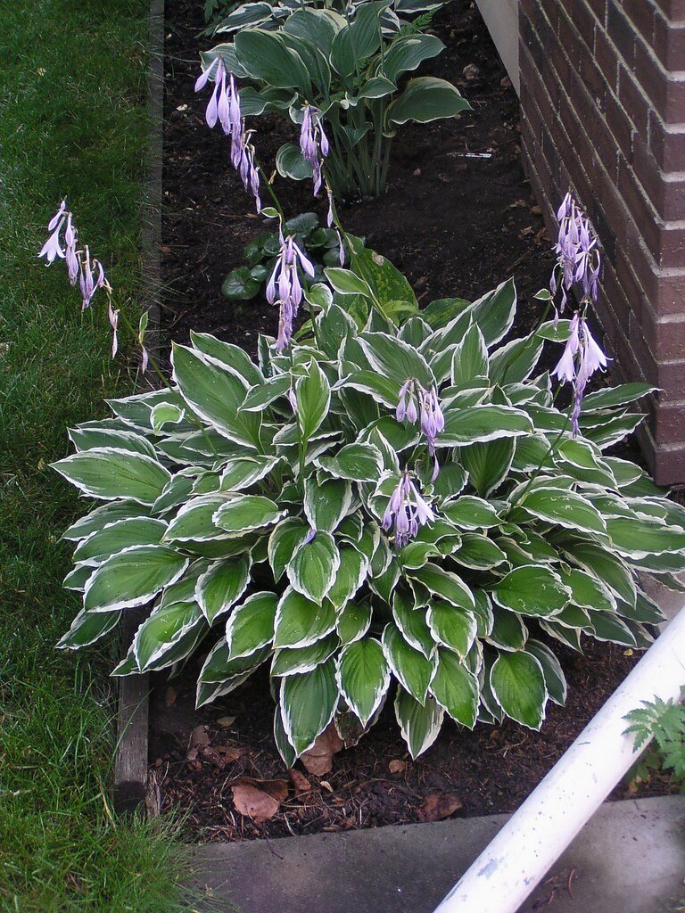 Hosta Undulated Albo Marginata (Plants/Root) Shade Loving Plant,Fast Growing,Low growing ,Zone 4 - 8