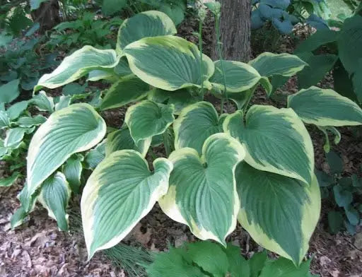 HOSTA Victory (Bareroot PLANT) Perennial - Caribbeangardenseed