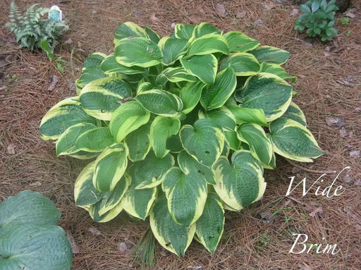 HOSTA, wide brim hosta (Bareroot PLANT) Perennial - Caribbeangardenseed