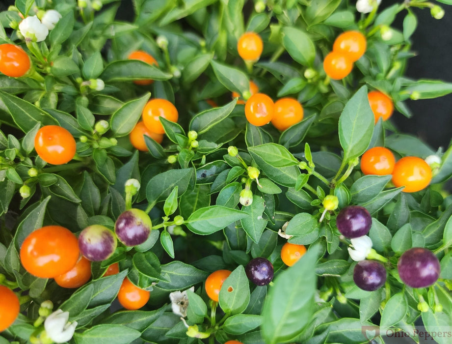 Hot Pops Purple Ornamental Pepper,LIVE Plants