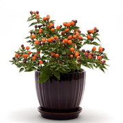 Hot Pops Purple Ornamental Pepper,LIVE Plants - Caribbean garden seed