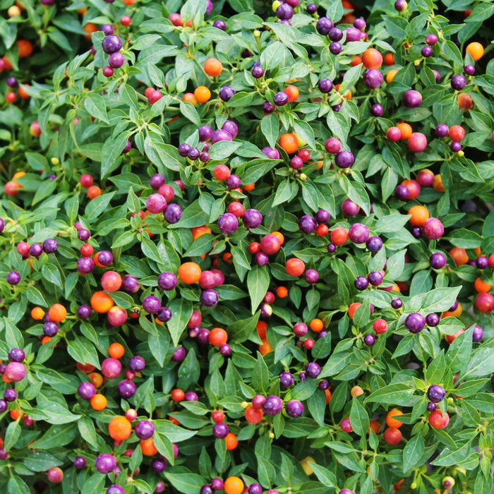 Hot Pops Purple Ornamental Pepper,LIVE Plants