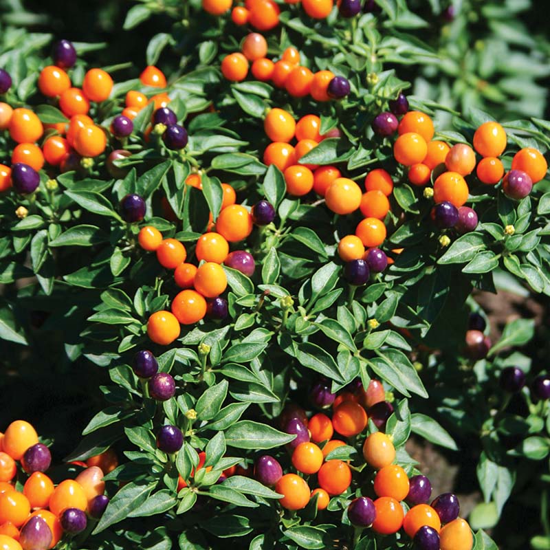 Hot Pops Purple Ornamental Pepper,LIVE Plants - Caribbean garden seed