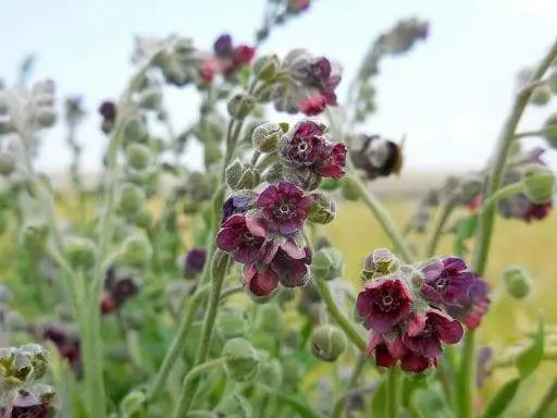 Hound's-tongue SEEDS (Cynoglossum officinale) biennial - Caribbeangardenseed