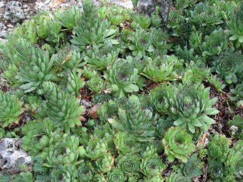 House leek Seeds ( Sempervivum Tectorum ) Hens and Chicks-mat-forming succulent - Caribbeangardenseed