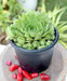 House leek Seeds ( Sempervivum Tectorum ) Hens and Chicks-mat-forming succulent - Caribbean garden seed