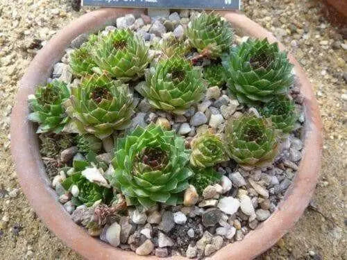 House leek Seeds ( Sempervivum Tectorum ) Hens and Chicks-mat-forming succulent - Caribbean garden seed