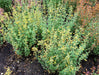 Hummingbird Mint, Flowers Seeds ,ARIZONA SUN - Caribbeangardenseed