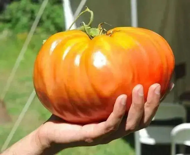 Hungarian Heart Tomato Seeds ( Lycopersicon lycopersicum) Open Pollinated ,Heirloom, Organic ! Super Sweet - Caribbean garden seed