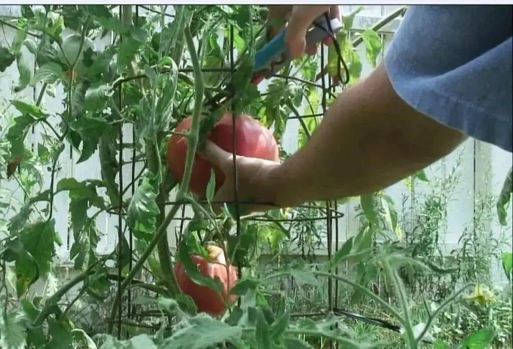 Hungarian Heart Tomato Seeds ( Lycopersicon lycopersicum) Open Pollinated ,Heirloom, Organic ! Super Sweet - Caribbean garden seed