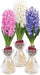 Hyacinth Bulb Forcing Kit -(Clear Glass Vase w/ Hyacinth Bulb ) Great gift - Caribbeangardenseed