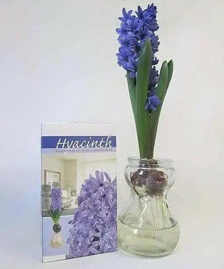 Hyacinth Bulb Forcing Kit -(Clear Glass Vase w/ Hyacinth Bulb ) Great gift - Caribbeangardenseed