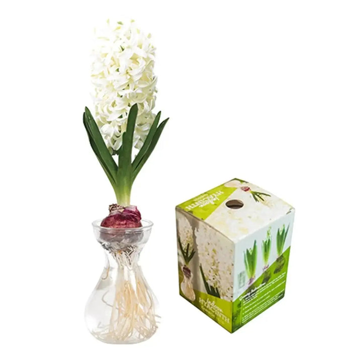 Hyacinth Bulb Forcing Kit -(Clear Glass Vase w/ Hyacinth Bulb ) Great gift - Caribbeangardenseed