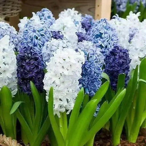 Hyacinth Bulbs, Delft Blue Mix, FALL BULBS - Caribbean garden seed