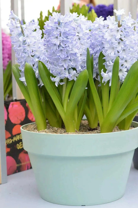 Hyacinth bulbs,Blue Eyes (Light Blue) - Caribbean garden seed