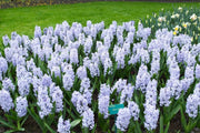 Hyacinth bulbs,Blue Eyes (Light Blue) - Caribbeangardenseed