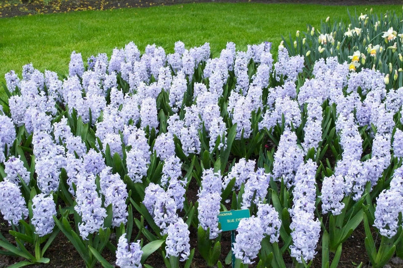Hyacinth bulbs,Blue Eyes (Light Blue) - Caribbeangardenseed