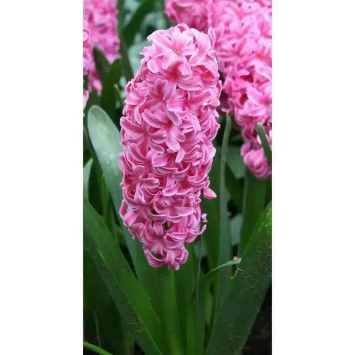 Hyacinth Bulbs,"Blue/Pink Mix" Dense spike of fragrant florets - Caribbean garden seed