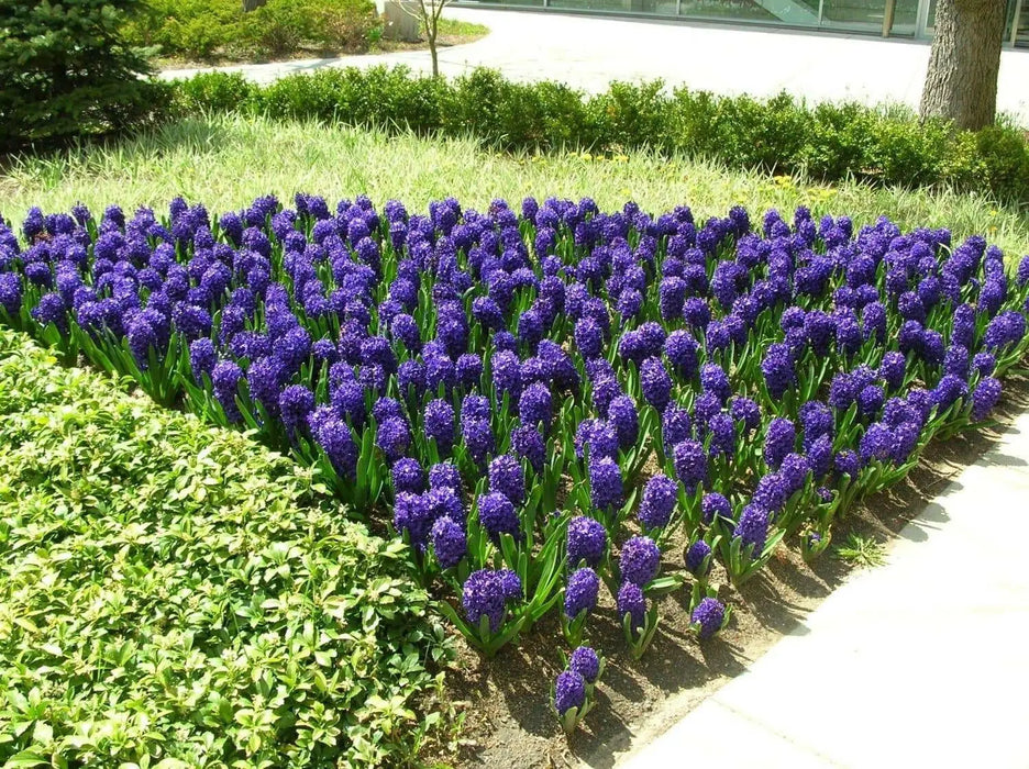 Hyacinth Bulbs,Hyacinth, Purple Sensation Dense clusters of fragrant, rich purple blooms on thick stems. Now Shipping ! - Caribbean garden seed