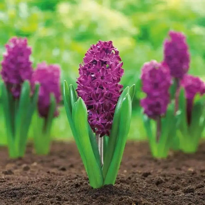 Hyacinth Bulbs,Hyacinth, Purple Sensation Dense clusters of fragrant, rich purple blooms on thick stems. Now Shipping ! - Caribbean garden seed