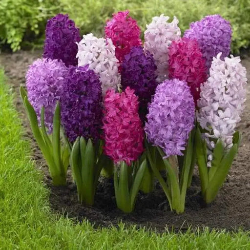 Hyacinth Fierce Mix, blend of Rose,pink and purple,Great for Containers - Caribbeangardenseed