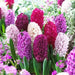 Hyacinth Fierce Mix,fragrance garden flowers - Caribbean garden seed