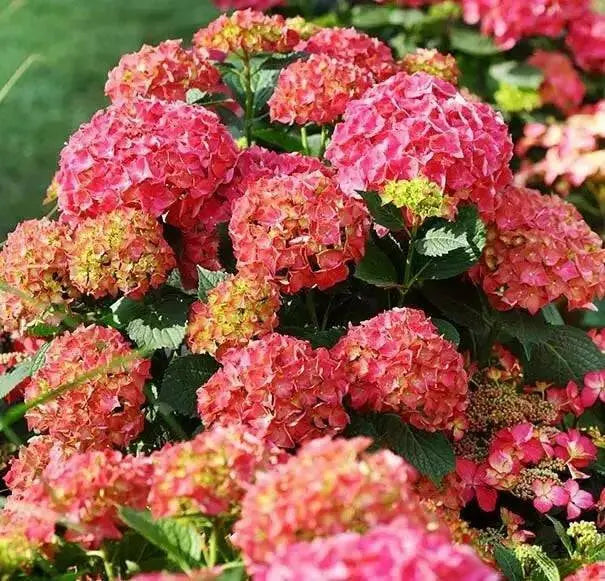 Hydrangea Masja, RED (4' POT) LIVE PLANT,Perennial, SHRUB - Caribbean garden seed