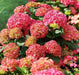 Hydrangea Masja, RED (4' POT) LIVE PLANT,Perennial, SHRUB - Caribbean garden seed