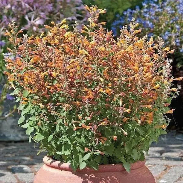 HYSSOP Seeds,TANGO ,PERENNIAL FLOWERS - Caribbean garden seed