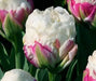 ICE CREAM Tulip Bulbs) FALL PLANTING - Caribbeangardenseed