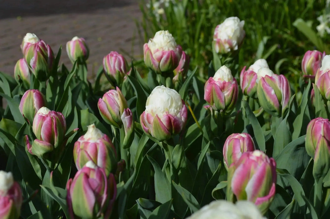 ICE CREAM Tulip Bulbs) FALL PLANTING - Caribbeangardenseed