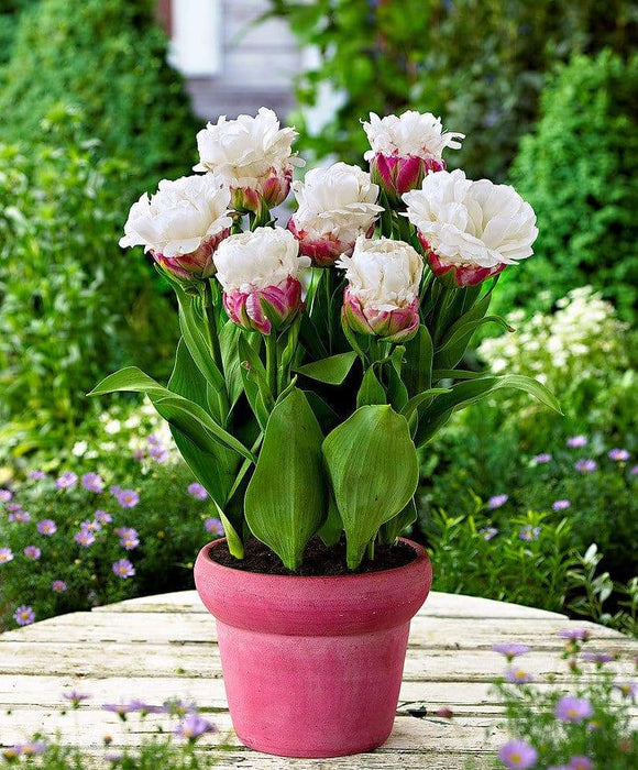 ICE CREAM Tulip Bulbs) FALL PLANTING - Caribbeangardenseed