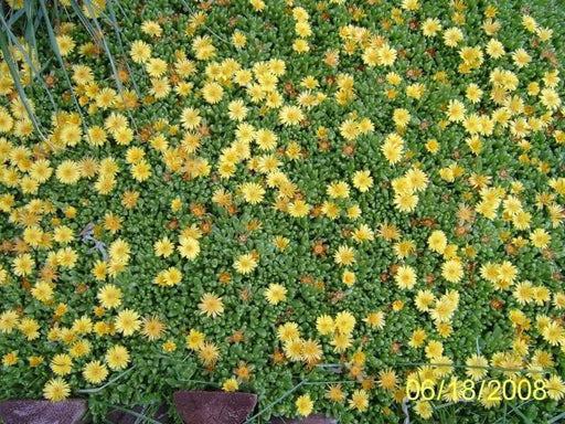 Ice Plant Seeds - Congestum - Gold Nugget", Very Cold Hardy Succulent Ice Plant, Excellent for containers or rock gardens. - Caribbeangardenseed