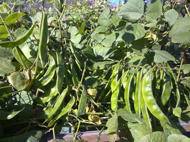Surti Papdi Bush Hyacinth Bean Seeds (Dolichos lablab) KHYATI