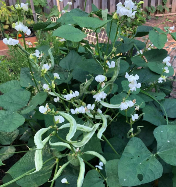 Lakshmi Valor Lablab Bean Seeds | Asian Vegetable