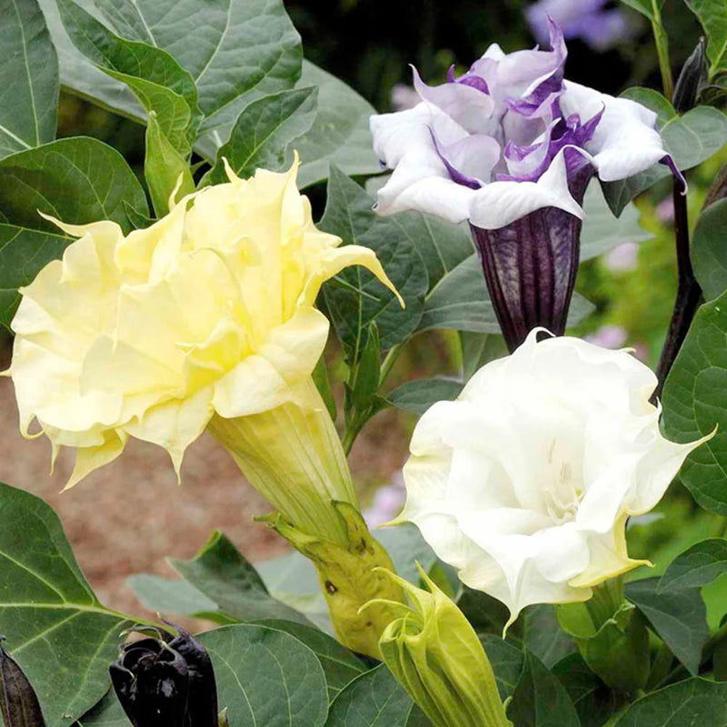 Datura Ballerina Mix Seeds - Double Trumpet Flowers | Annual