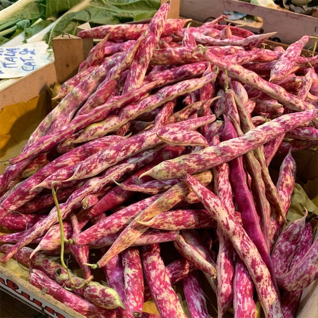 Red Cargamanto Bean Seeds | Colombian Heirloom