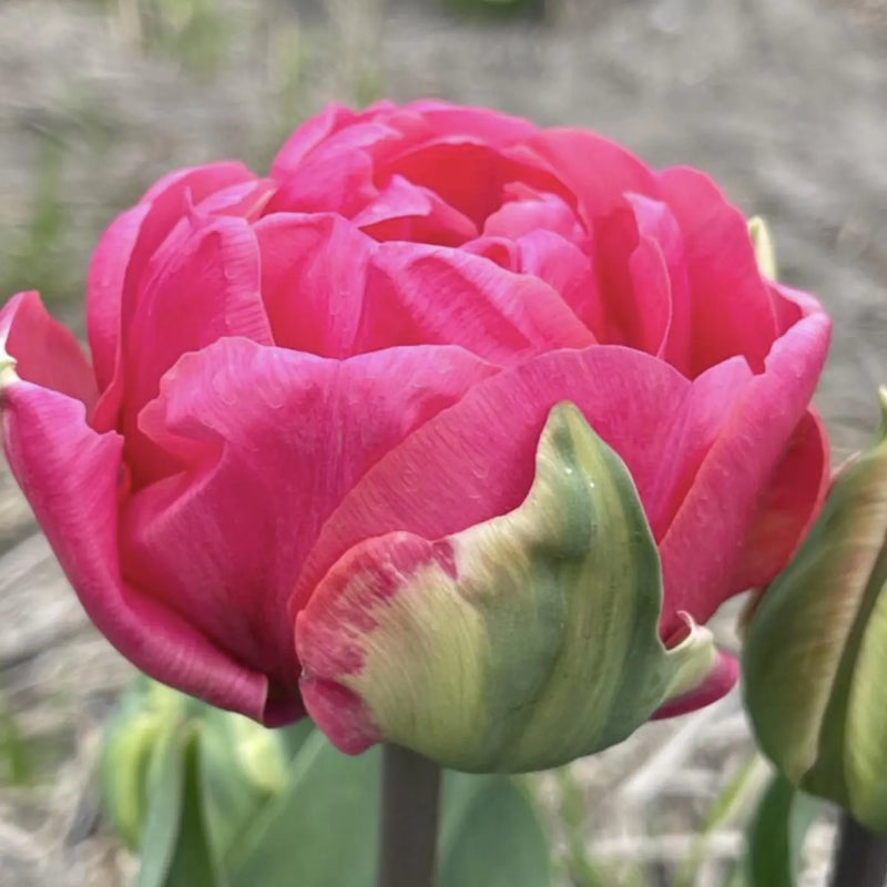 Glamour Girl Double Late Tulip Bulbs for Planting