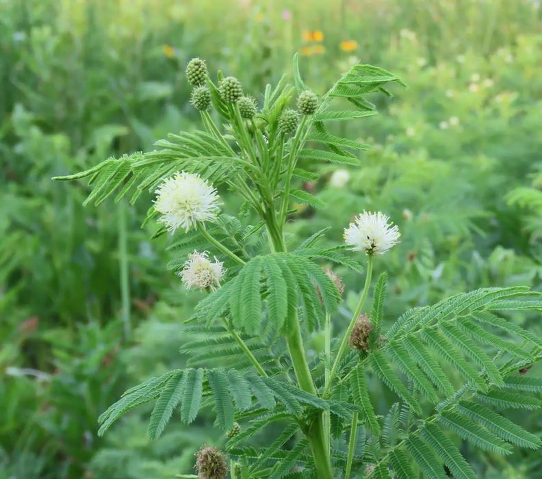 Illinois Bundleflower SEEDS, PERENNIAL WILDFLOWER - Caribbeangardenseed