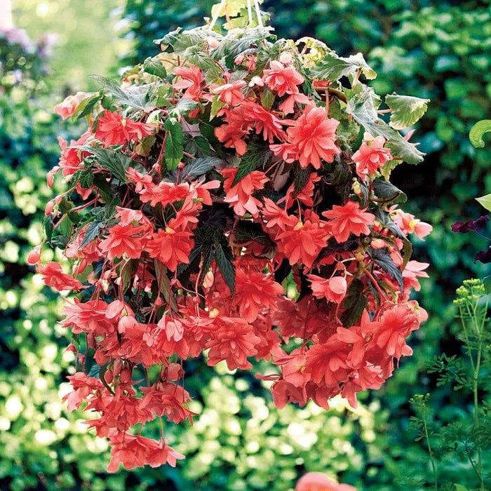 Illumination SALMON Pink Begonia -10 Trailing Begonia FLOWERS Seed - Caribbeangardenseed