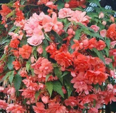 Illumination SALMON Pink Begonia -10 Trailing Begonia FLOWERS Seed - Caribbeangardenseed