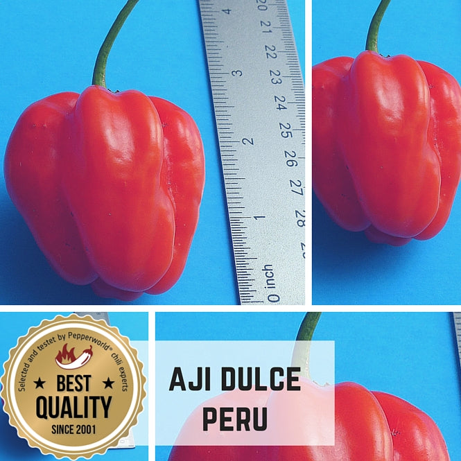 Aji Dulce #2  (LIVE Pepper PLANT ) ANNUAL VEGETABLE