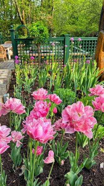 Glamour Girl Double Late Tulip Bulbs for Planting