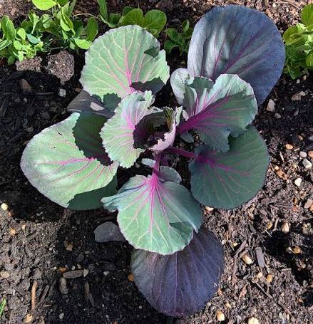 Well-Rooted Red Cabbage Live Plant - Fall Crop