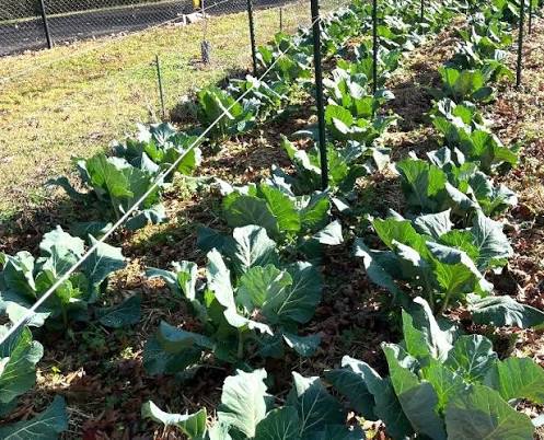 Top Bunch Collard Green - 4 Live Plants