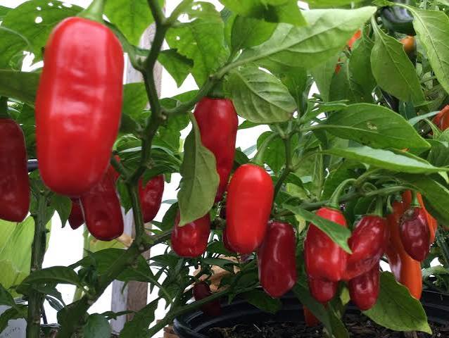 Zavory Mild Habanero Pepper Seeds