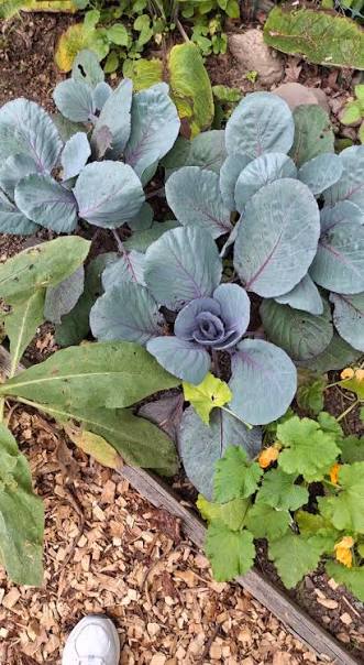 Well-Rooted Red Cabbage Live Plant - Fall Crop