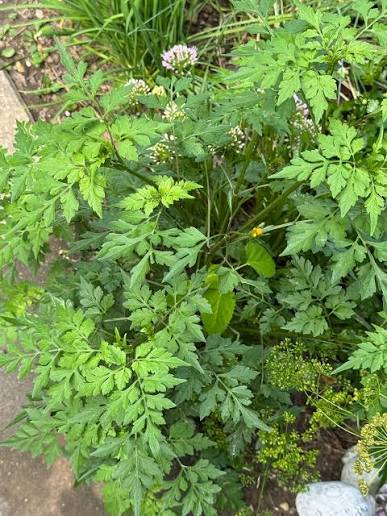 Bidens alba Live Plants | Spanish Needles